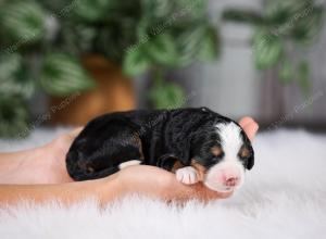 F1 mini bernedoodle near Chicago Illinois