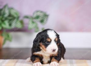 F1 mini bernedoodle near Chicago Illinois