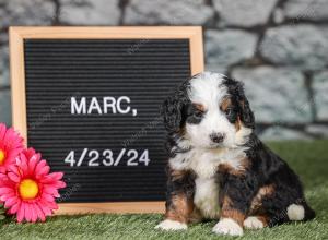 F1 mini bernedoodle near Chicago Illinois