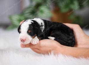 F1 mini bernedoodle near Chicago Illinois