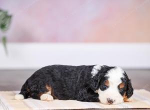 F1 mini bernedoodle near Chicago Illinois