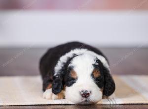 F1 mini bernedoodle near Chicago Illinois