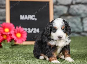 F1 mini bernedoodle near Chicago Illinois