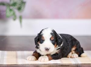 F1 mini bernedoodle near Chicago Illinois