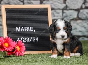 F1 mini bernedoodle near Chicago Illinois