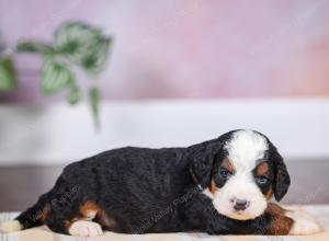 F1 mini bernedoodle near Chicago Illinois