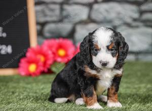 F1 mini bernedoodle near Chicago Illinois