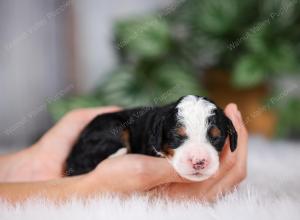 F1 mini bernedoodle near Chicago Illinois