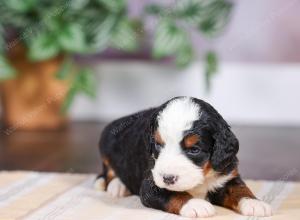 F1 mini bernedoodle near Chicago Illinois