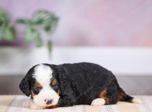 F1 mini bernedoodle near Chicago Illinois