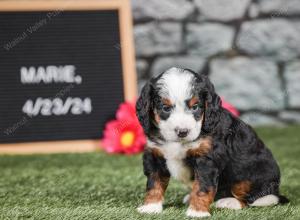 F1 mini bernedoodle near Chicago Illinois