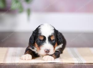 F1 mini bernedoodle near Chicago Illinois