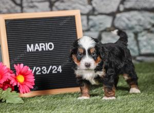 F1 mini bernedoodle near Chicago Illinois