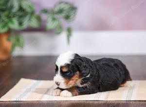 F1 mini bernedoodle near Chicago Illinois