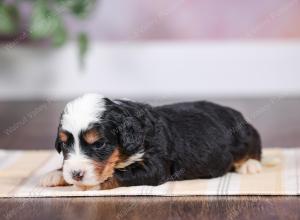 F1 mini bernedoodle near Chicago Illinois