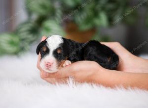 F1 mini bernedoodle near Chicago Illinois