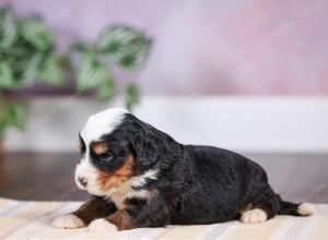 F1 mini bernedoodle near Chicago Illinois