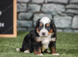 F1 mini bernedoodle near Chicago Illinois