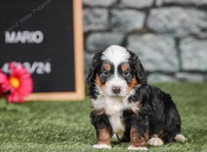 F1 mini bernedoodle near Chicago Illinois