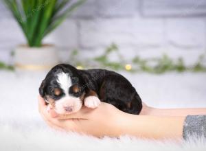 tri-colored mini bernedoodle near Chicago Illinois