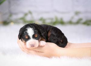 tri-colored mini bernedoodle near Chicago Illinois