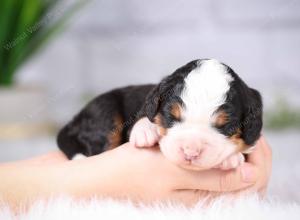 tri-colored mini bernedoodle near Chicago Illinois