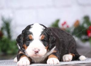 tri-colored mini bernedoodle near Chicago Illinois