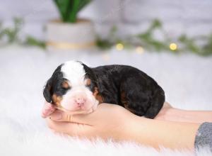 tri-colored mini bernedoodle near Chicago Illinois