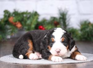 tri-colored mini bernedoodle near Chicago Illinois