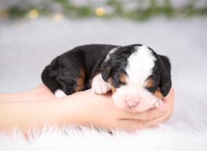 tri-colored mini bernedoodle near Chicago Illinois