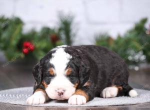 tri-colored mini bernedoodle near Chicago Illinois