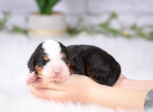 tri-colored mini bernedoodle near Chicago Illinois