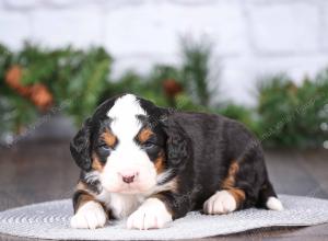 tri-colored mini bernedoodle near Chicago Illinois