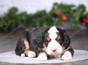 tri-colored mini bernedoodle near Chicago Illinois