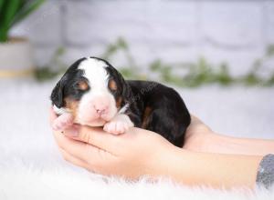 tri-colored mini bernedoodle near Chicago Illinois