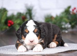 tri-colored mini bernedoodle near Chicago Illinois