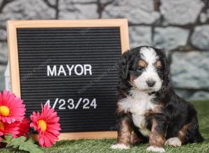 F1 mini bernedoodle near Chicago Illinois