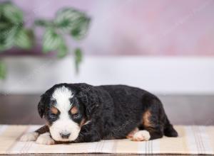 F1 mini bernedoodle near Chicago Illinois