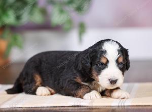 F1 mini bernedoodle near Chicago Illinois