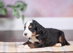 F1 mini bernedoodle near Chicago Illinois