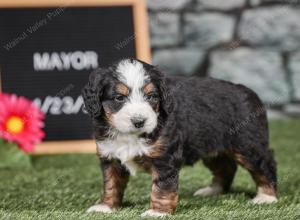 F1 mini bernedoodle near Chicago Illinois