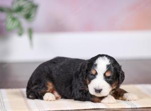 F1 mini bernedoodle near Chicago Illinois