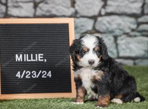 F1 mini bernedoodle near Chicago Illinois