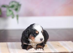 F1 mini bernedoodle near Chicago Illinois