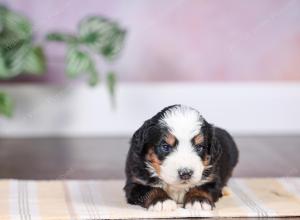 F1 mini bernedoodle near Chicago Illinois