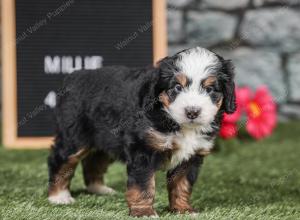 F1 mini bernedoodle near Chicago Illinois