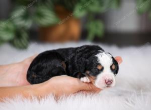 F1 mini bernedoodle near Chicago Illinois