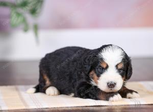 F1 mini bernedoodle near Chicago Illinois