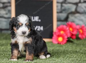 F1 mini bernedoodle near Chicago Illinois