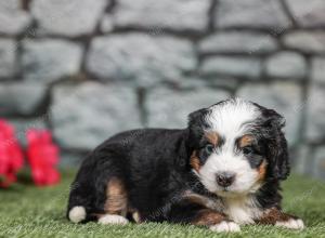 F1 mini bernedoodle near Chicago Illinois